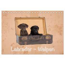 Labrador - Welpen (Tischkalender 2026 DIN A5 quer), CALVENDO Monatskalender: Wandkalender Labrador - Welpen (CALVENDO Tiere)