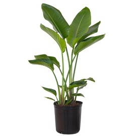United Nursery White Bird of Paradise – Strelitzia Nicolai in 10” Grower Pot – 32–36 Inches Tall – Large Tropical Indoor Plant – Easy-Care Air-Purifying Floor Plant for Home or Office