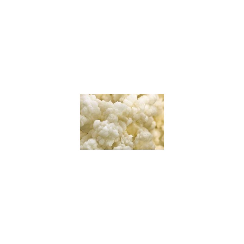 Milk Kefir Grains