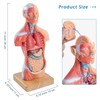 Merinden Human Body Model for Anatomy Study, 15 Part 11''