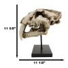 Ebros Sabertooth Tiger Cat Fossil Skull Skeleton Statue With Museum