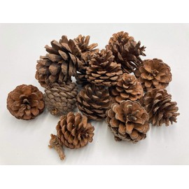 Pine cones | Pack of 250 grams (approximately 15 pieces) | 4cm to 6cm Diameter | Natural crafts