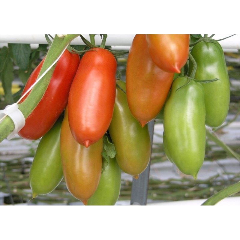 SAFLAX - Tomato - San Marzano - 10 Seeds -