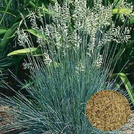 5000 Blue Fescue Fesnea Glauca Ornamental Grass Seeds
