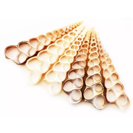 24 Center Cut Turretella Terebra Shells (2-3") Coastal Arts and Crafts Ornaments