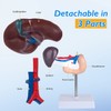 faruijie Human Liver Anatomical Model - Life Size Human Pancreas
