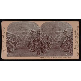 Special Label Photo:In the coffee and banana hacienda, Orizaba, Mexico 1900