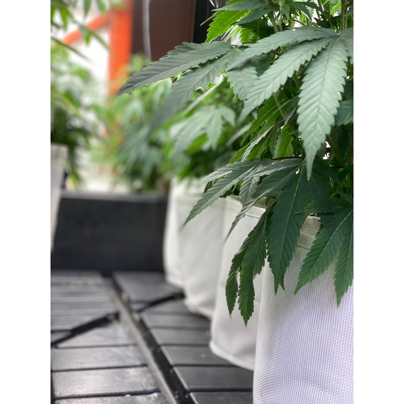 Rain Science Grow Bag, Air Pruning Mesh Fabric Plant Container