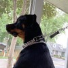 YUEPET Clips de seguridad para perro, paquete de 5 clips