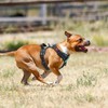 PoyPet No Pull Dog Harness with Neck Release Buckle, Reflective