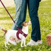 PUPTECK Adjustable Dog Harness Collar and Leash Set Step in