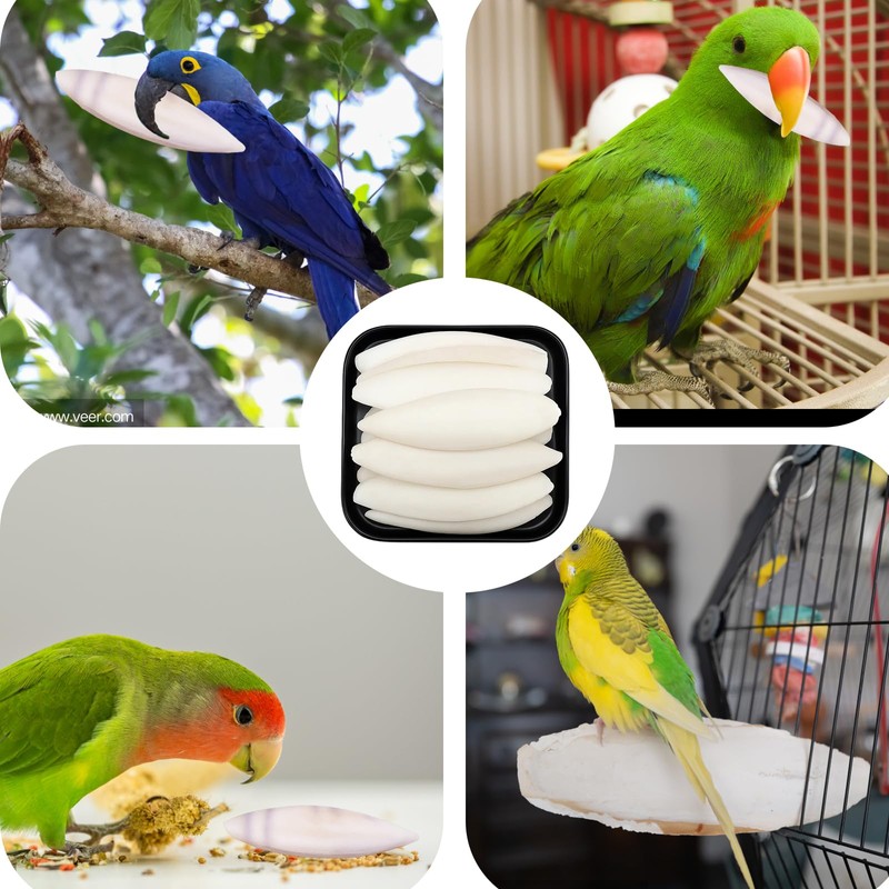 12 Pieces Cuttlefish Bone for Birds and Tortoises, Cuttlebone for
