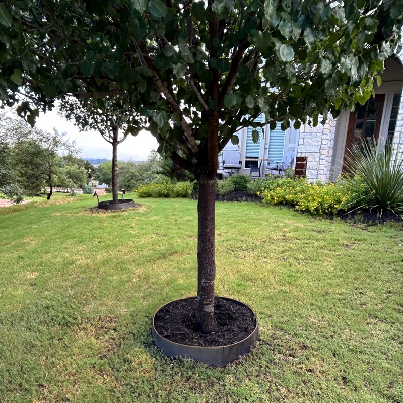 Circular Tree Ring Edging Kit - COR-Ten Steel - Landscape