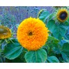 KIRA SEEDS - Seeds Teddy Bear Sunflower - Yellow Double