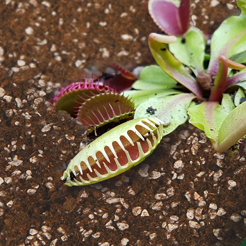 Omitgoter Carnivorous Plant Soil Mix 4qt, Pure Peat Moss and
