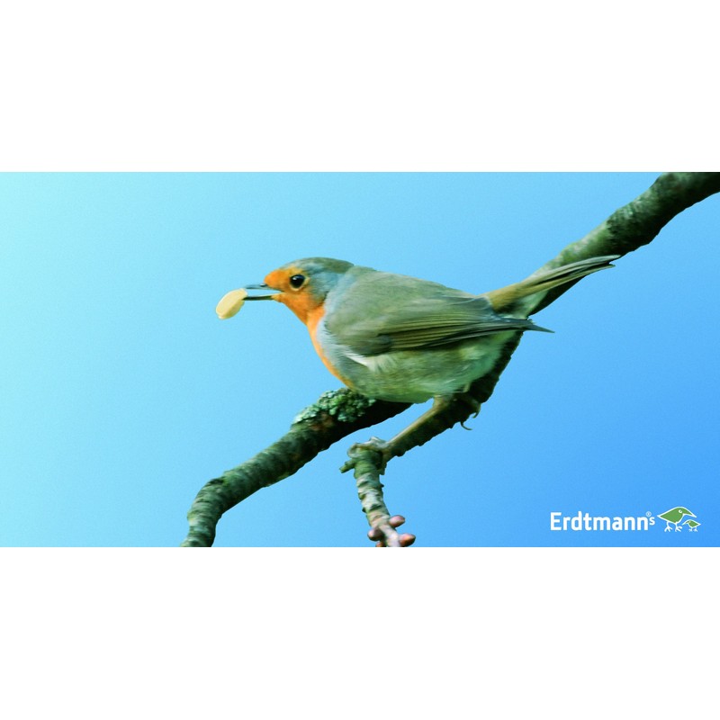 Erdtmanns Fenstervogelhaus aus Acrylglas, 1er Pack (1 x 273 g)