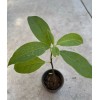 Tree Avocado Fruit Tree 10” With Pot Live Plant Ready