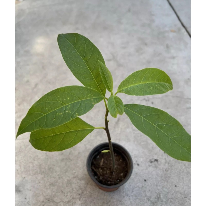 Tree Avocado Fruit Tree 10” With Pot Live Plant Ready