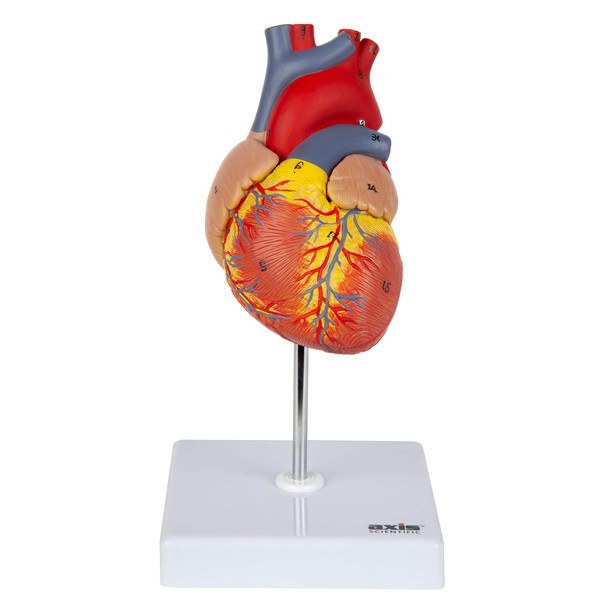Axis Scientific Heart Model, 2-Part Deluxe Life Size Human Heart Replica with 34 Anatomical Structures, Held Together with Magnets, Includes Mounted Display Base, Detailed Product Manual and Warranty