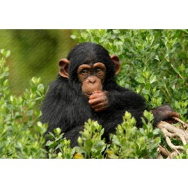 Black Monkey 500 Piece Jigsaw Puzzle 20.6 X 15.1'' Wooden Puzzle