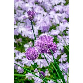 Creeping Phlox and chives by Lisa S. Engelbrecht -