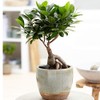 American Plant Exchange Ficus Ginseng Microcarpa Easy Care 4 Year