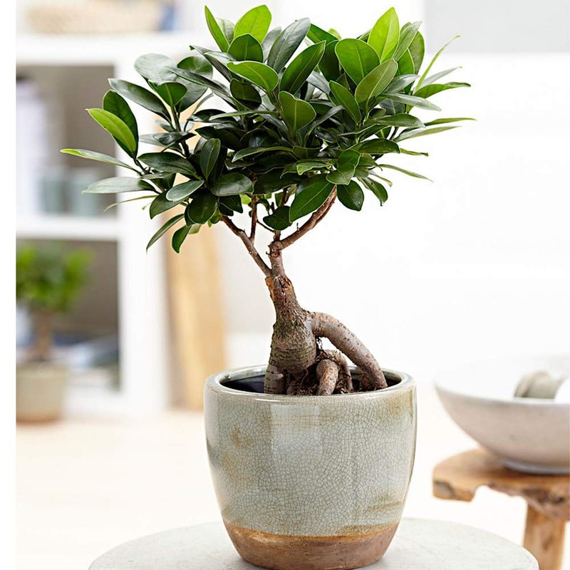 American Plant Exchange Ficus Ginseng Microcarpa Easy Care 4 Year