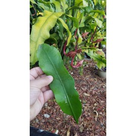 2 pcs 8" - 10" Cuttings Queen of The Night