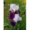Fresh 6 BEARDED IRIS PLANTS RHIZOMES FRESH MIXED VARIETIES