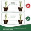 Maven Gifts Plant Watering Globes 4 Pack - Ø 5cm