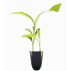 Yesterday, Today and Tomorrow | 10 Live Plants | Brunfelsia Pauciflora Floribunda | Beautiful Blooming Violet & White Flowers Evergreen Screening Shrub