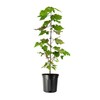 Red Maple | 2 Large Trade Gallon Size Plants |