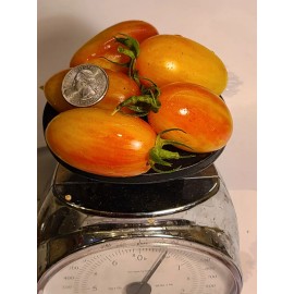 Incredible Edible Tomatoes Blush Cherry Tomato Seeds, Organic, Non-GMO, Delicious! - 15 seeds