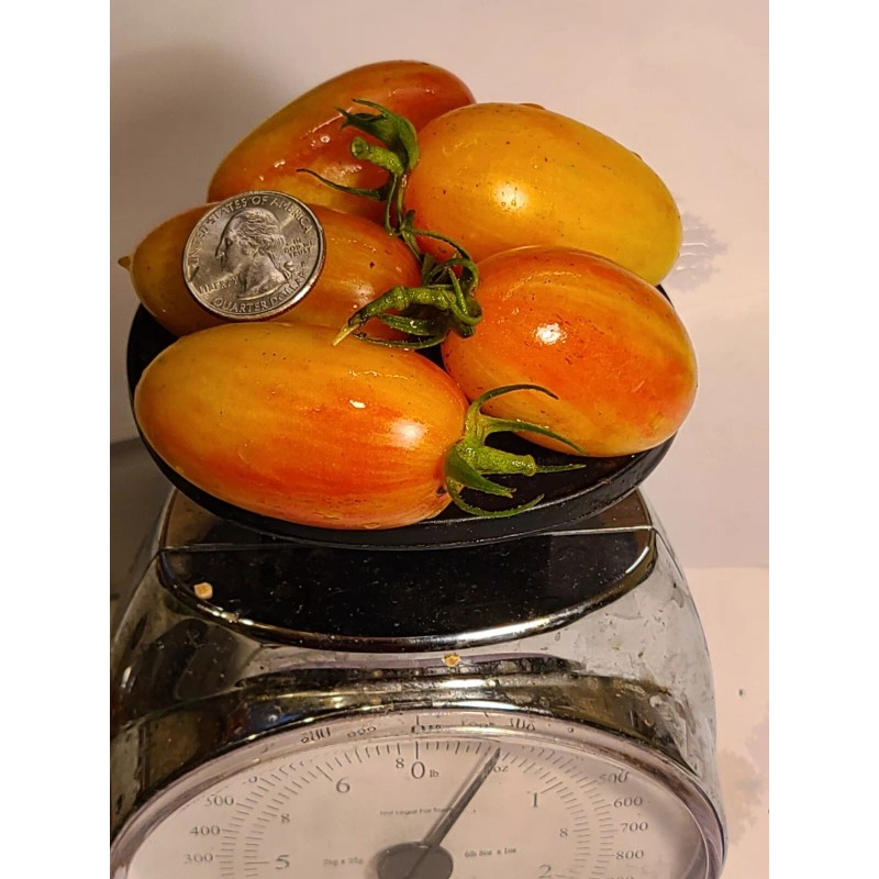 Incredible Edible Tomatoes Blush Cherry Tomato Seeds, Organic, Non-GMO, Delicious!