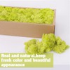 ACADOIT Preserved Reindeer Craft Moss-17.6oz Natural Green DIY Kit Gardenning