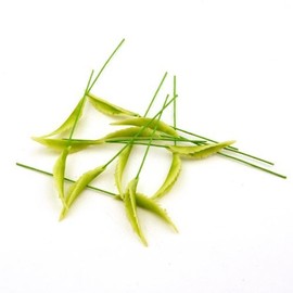 MyTinyWorld 2 x Dolls House Miniature Elongated Spiny Leaf Stems