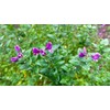 Organic Green Split Peas- Fiber & Protein rich, Raw, Non-GMO,