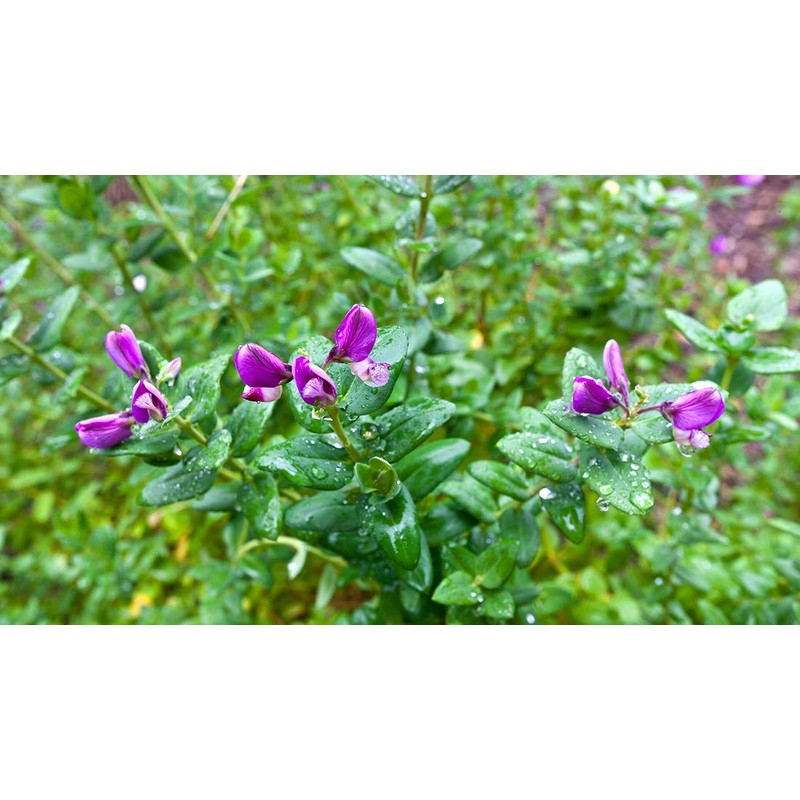 Organic Green Split Peas- Fiber & Protein rich, Raw, Non-GMO,