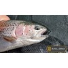 ALPHA and OMEGA - Woolly Bugger Fly KIT (20 Flies)