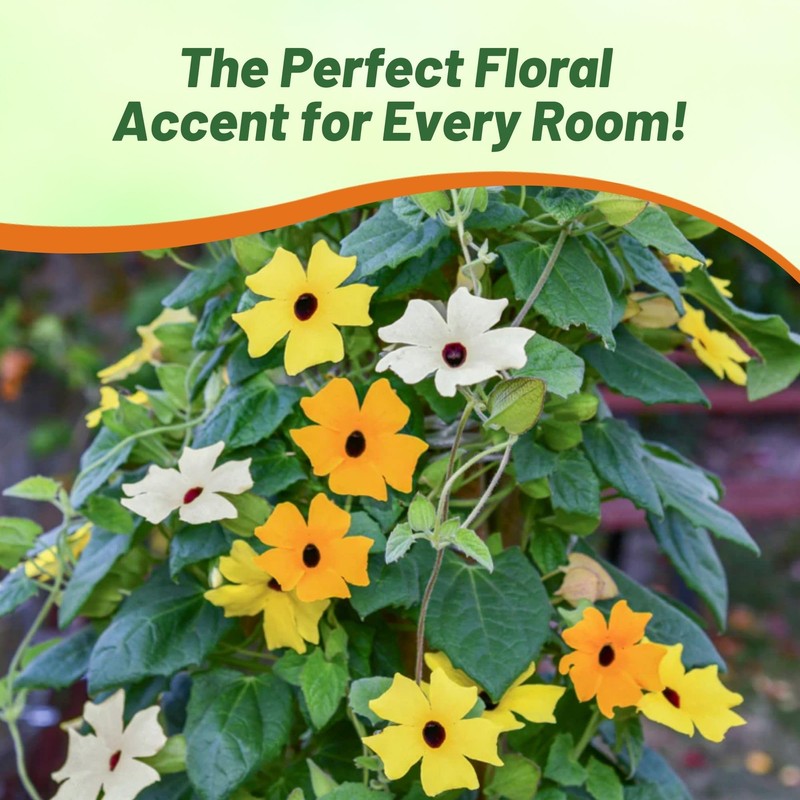 Outsidepride Sunrise Mix Thunbergia Black Eyed Susan Seeds - 100