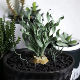 Nygardenia 200PCS Spiral Grass Seeds Green Succulents for DIY Bonsai and Potted Flowers.