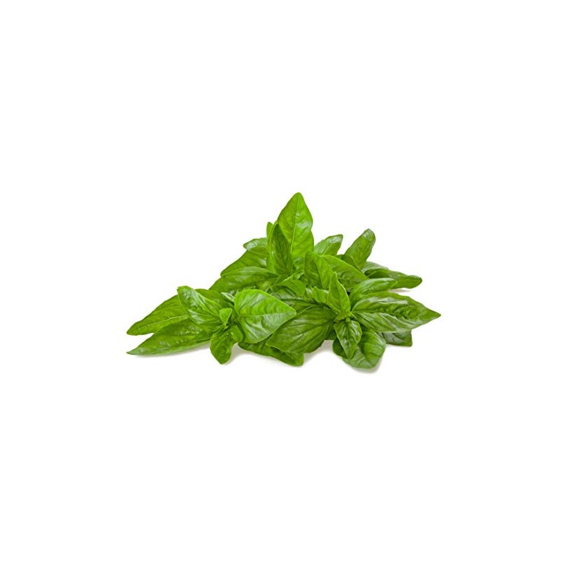 Basil, Genovese Herb Seeds - Non-GMO - 0.5 Grams, Approximately