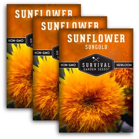 Survival Garden Seeds - Dwarf Sungold Sunflower Seed for Planting - Packet with Instructions to Plant and Grow Pom-Pom Teddy Bear Flowers in Your Home Vegetable Garden - Non-GMO Heirloom Variety