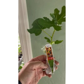 N/A Fignomenal Fig (Ficus carica) LOWEST PRICE ON THE INTERNET- Edible Fig
