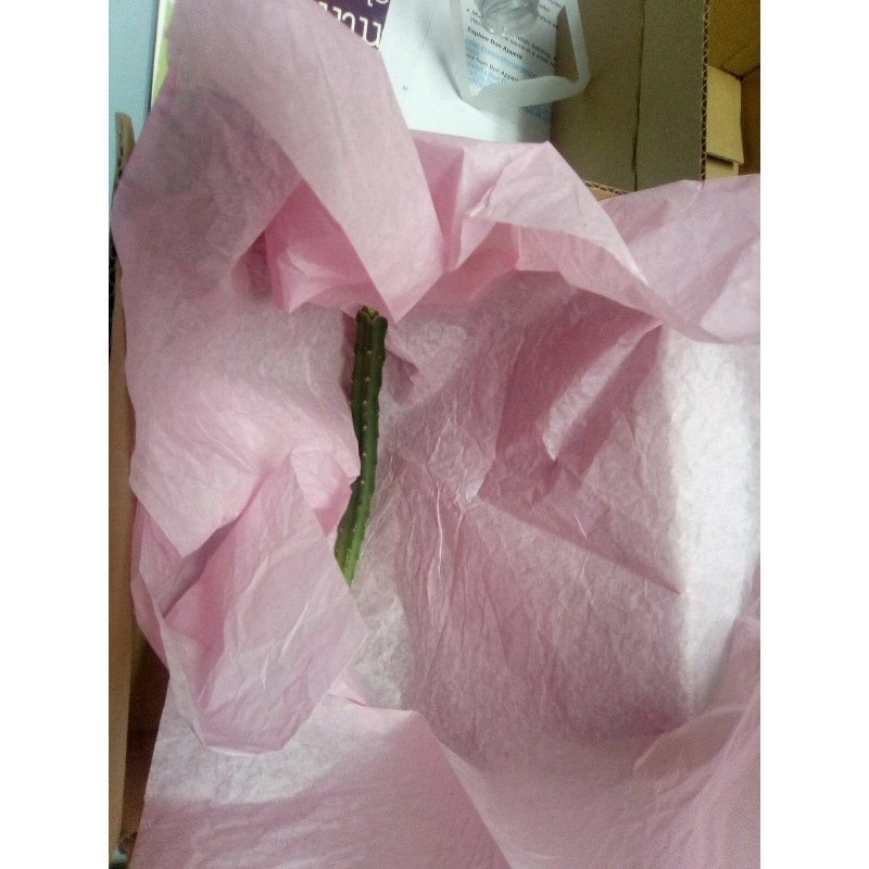 Cactus Night Blooming Cereus Cactus 5 ROOTED Cacti Easy to
