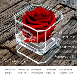 Eternal Petals A 100% Real Rose That Lasts Years, Handmade in London, Flowers Delivery Next Day Prime UK – White Gold Solo (Deep Red)