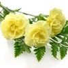 Outsidepride Carnation Yellow - 1000 Seeds