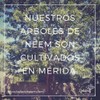 Extracto de Neem 50ml y shampoo control caída Neem 350ml