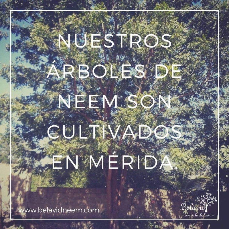 Extracto de Neem 50ml y shampoo control caída Neem 350ml