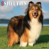Willow Creek Press, Just Shelties 2026 Wall Calendar, 12'' X